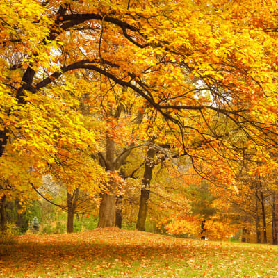 Yellow Leafy Trees pattern image