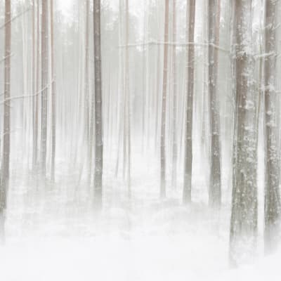 Winter Forest pattern image