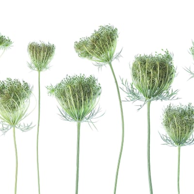 Wild Carrot pattern image