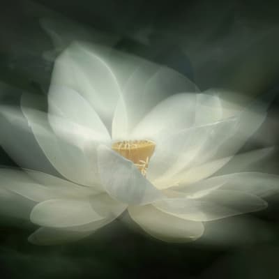 White Waterlily pattern image