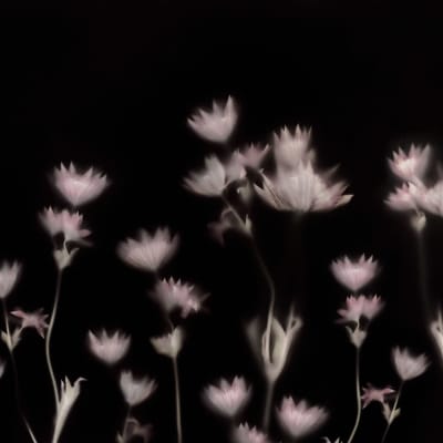 Astrantia, Dark pattern image