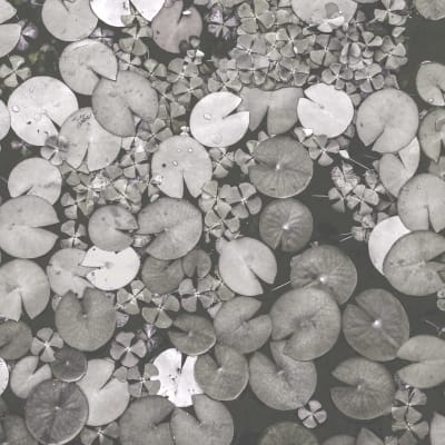Mystic Water Lilies, Black & White pattern image