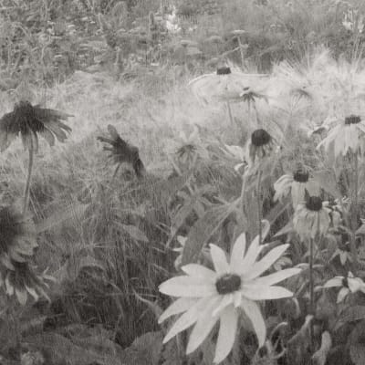 Dreamy Rudbeckia, Black & White pattern image