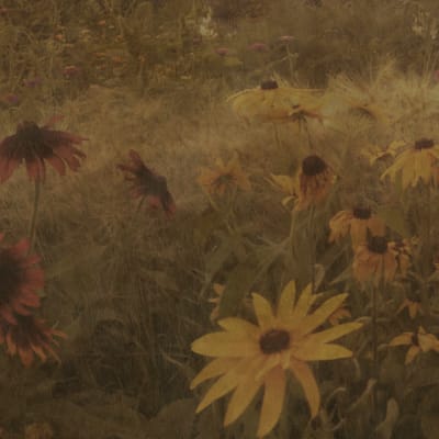 Dreamy Rudbeckia, Vintage pattern image