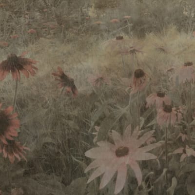 Dreamy Rudbeckia, Pink pattern image