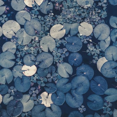 Mystic Water Lilies, Blue pattern image