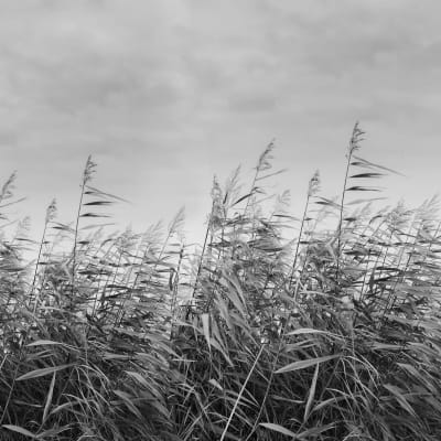 Dreamy Reed,	Black & White pattern image