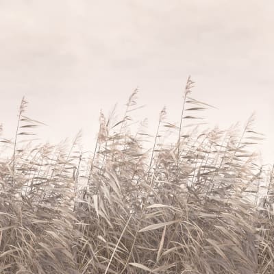 Dreamy Reed,	Pink pattern image