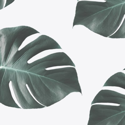 Monstera pattern image