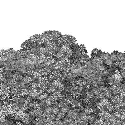 Belle Buisson, Black pattern image