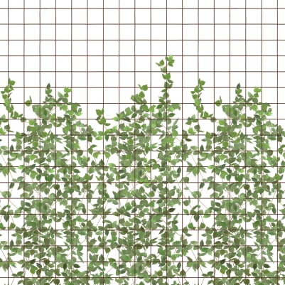 Climbing Clorofyl pattern image