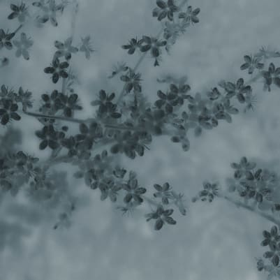 Apple Bloom, Blue pattern image