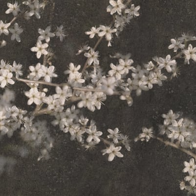 Apple Bloom, Dark pattern image