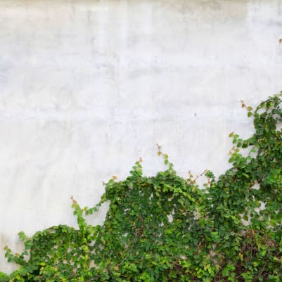 Hedera pattern image