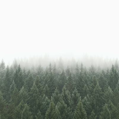 Crisp Pines pattern image