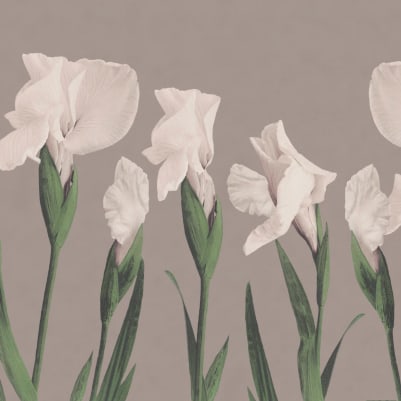 Iris pattern image