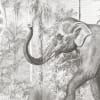 Sumatra Grey