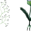 Herbarium, White