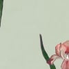 Iris, Pink