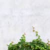 Hedera