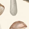 Fungi