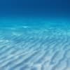 Shallows