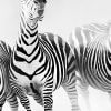 Graphic Zebras