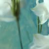 Aquilegia Flower
