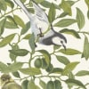 Backwood Birds, White