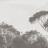 Pine Wood, Gray