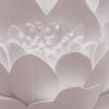 Lotus Dream, Pink
