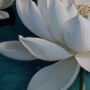White Lotus, Day