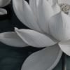 White Lotus, Night