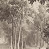 Forest Engraving, Vintage