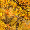 Yellow Leafy Trees