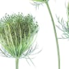 Wild Carrot