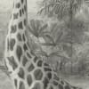 Giraffa Grey