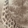 Giraffa Beige