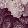 Ophelia Plum