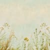Grasslands Classic
