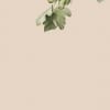 Ficus Beige