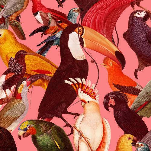 Colorful Tropical Bird Pattern Wallpaper Mural