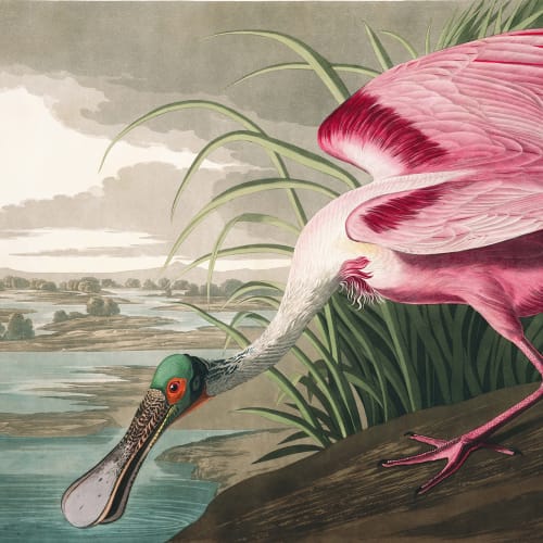 Roseate Spoonbill kuvatapetti