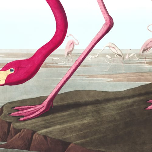 Pink Flamingo by J.J. Audubon Wallpaper Mural