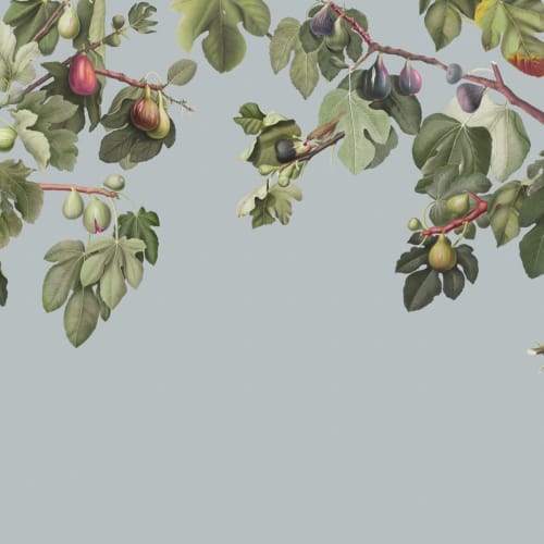Vintage Fig Plant Botanical Illustration Wall Mural on Blue Background