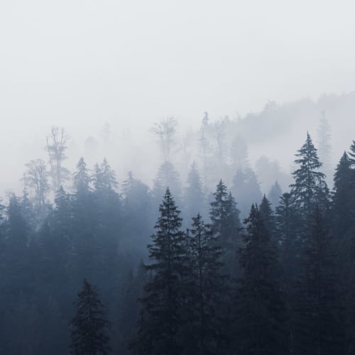 Misty Blue Ombre Forest Wallpaper Mural