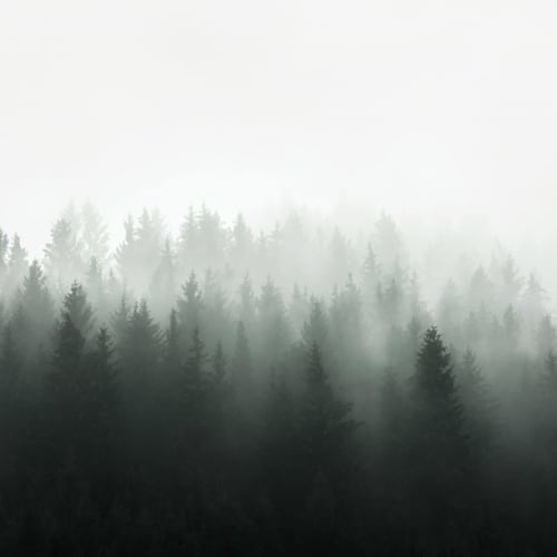 Deep Green Ombre Forest Wallpaper Mural