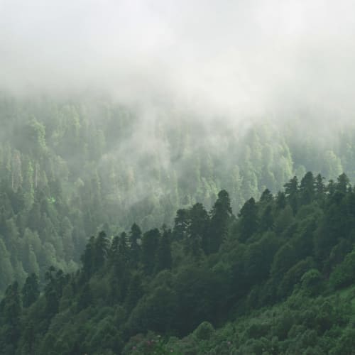 Misty Valley Forest Wallpaper Mural
