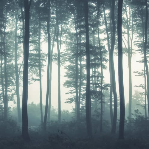 Marea de copaci Forest Wallpaper Mural