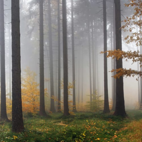 Autumn Mist Forest tapet vægmaleri